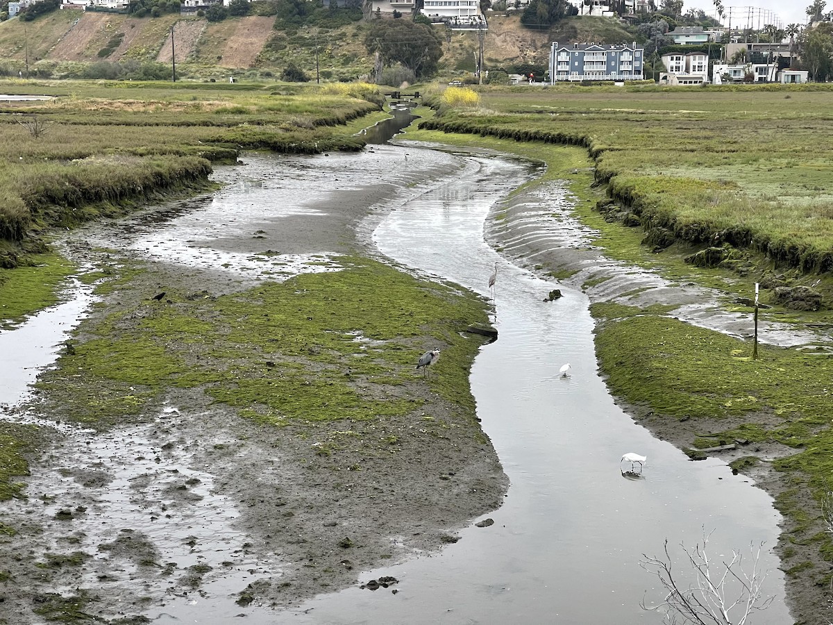 Great Blue Heron - ML618825887