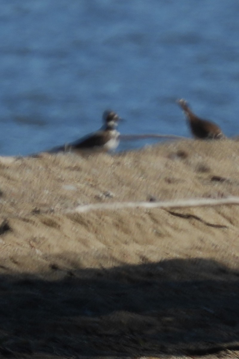 Killdeer - Larry Gaugler