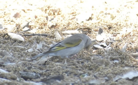 Lawrence's Goldfinch - ML618825898