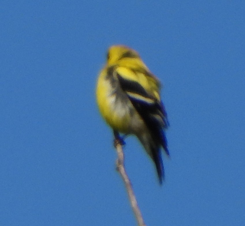 American Goldfinch - ML618825901