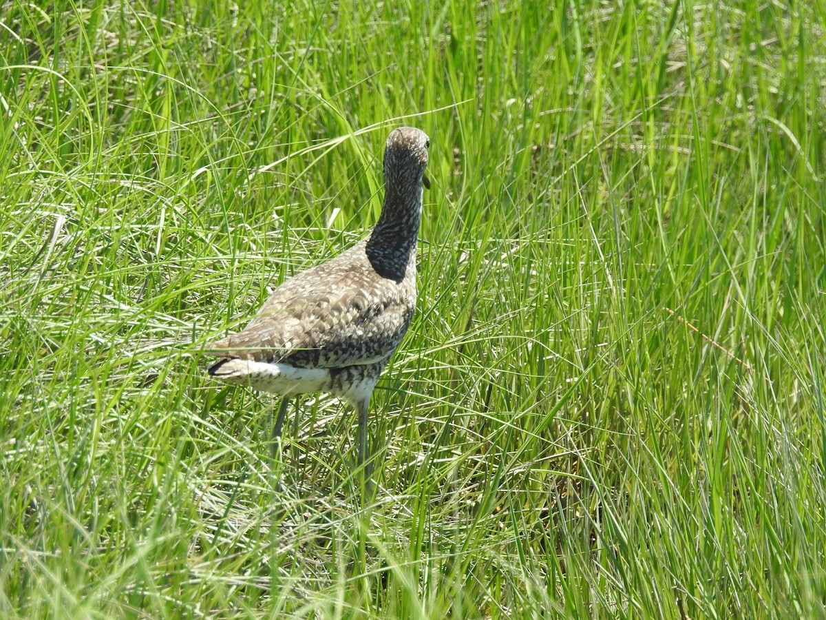 Willet - ML61882591