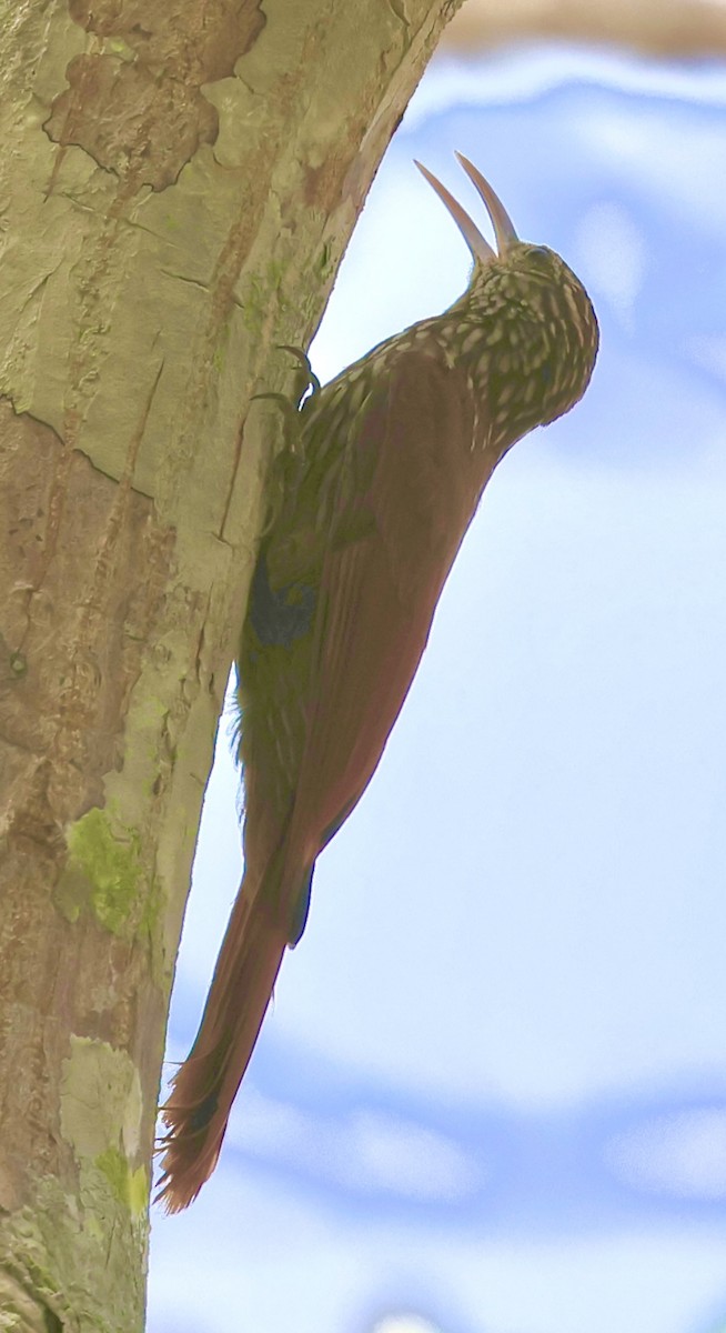 Streak-headed Woodcreeper - Debbie Crowley