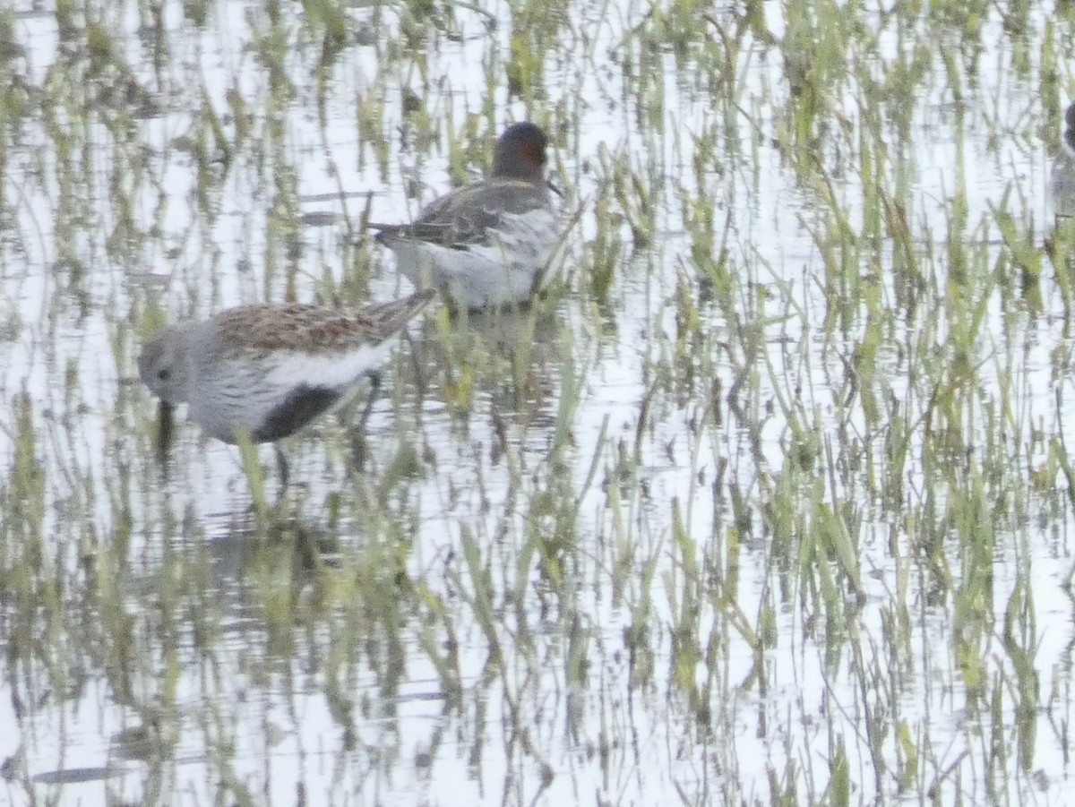 Dunlin - ML618825921