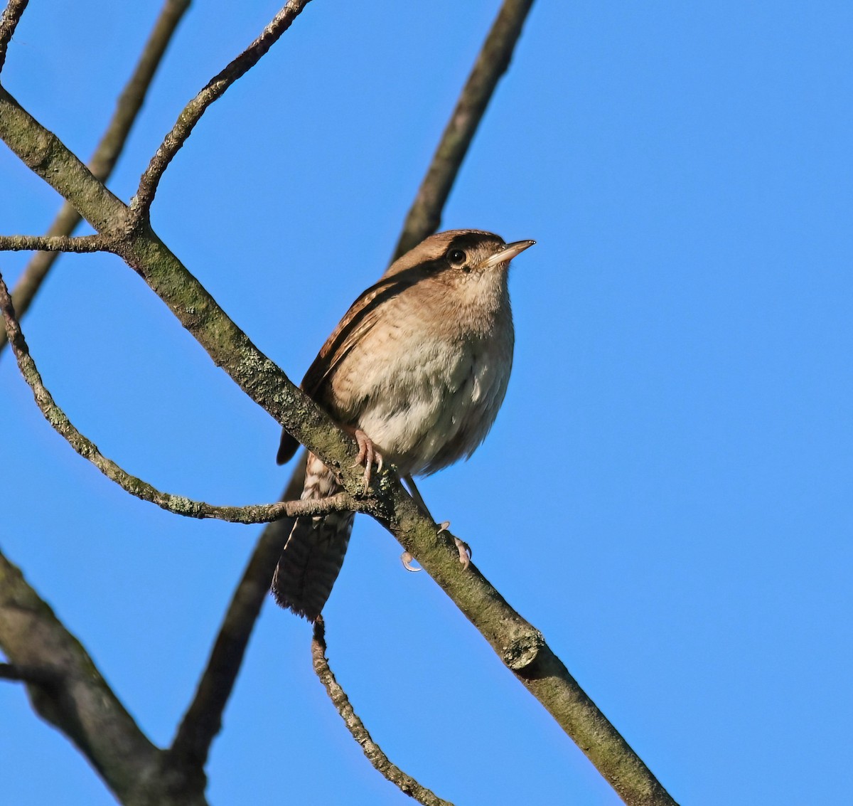 House Wren - Daniel Loss