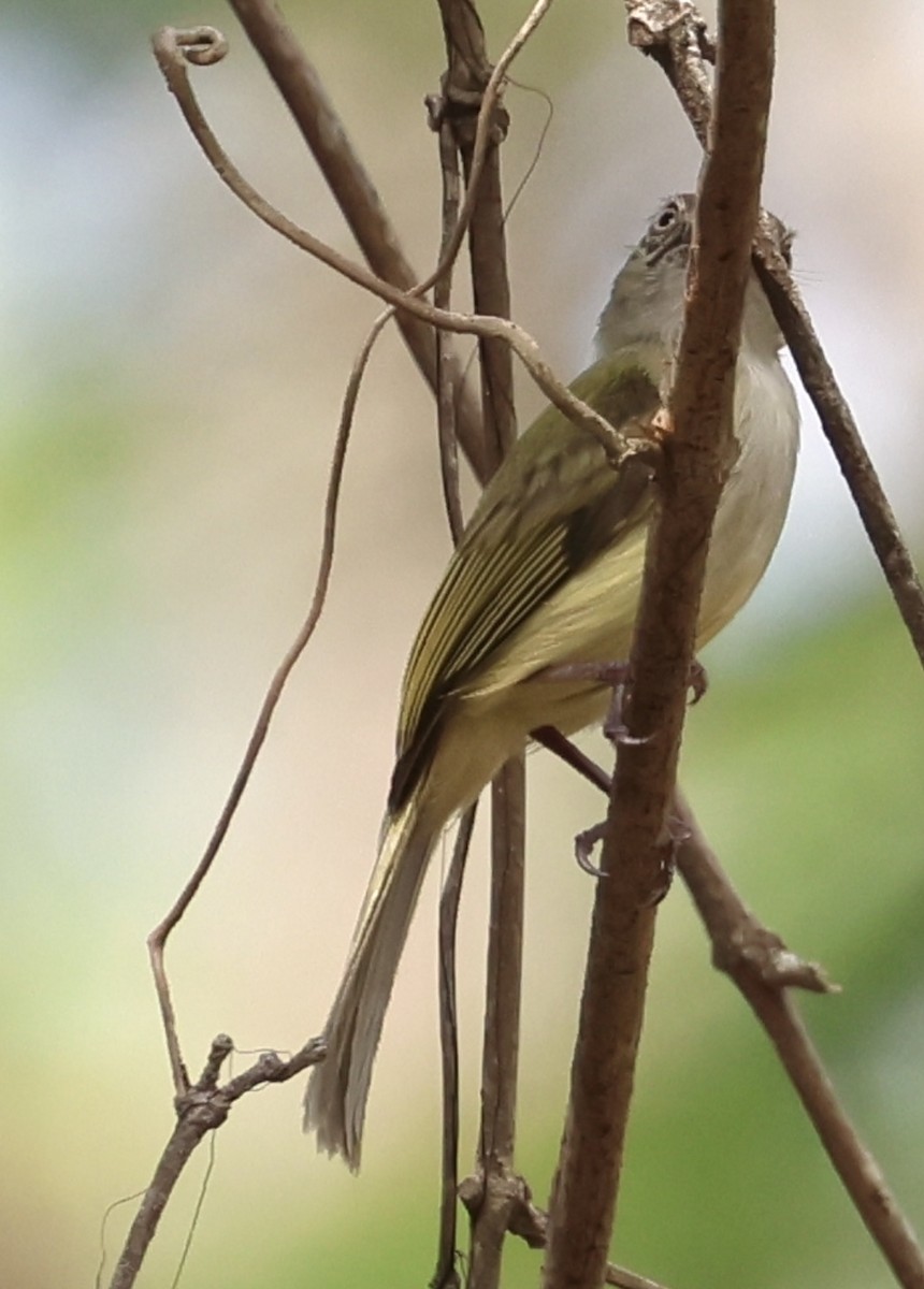 Yellow-olive Flatbill - Debbie Crowley