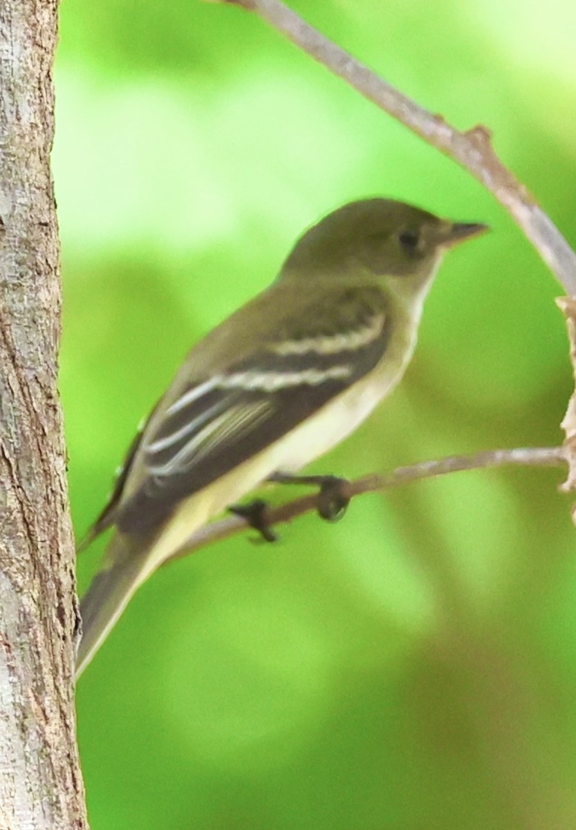 Alder Flycatcher - Debbie Crowley