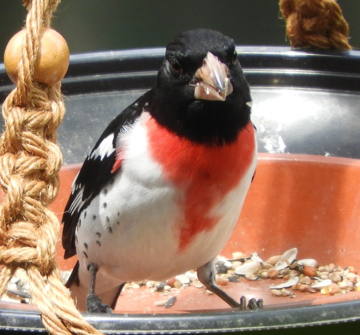 Rose-breasted Grosbeak - JaniceAndKeith Moreau