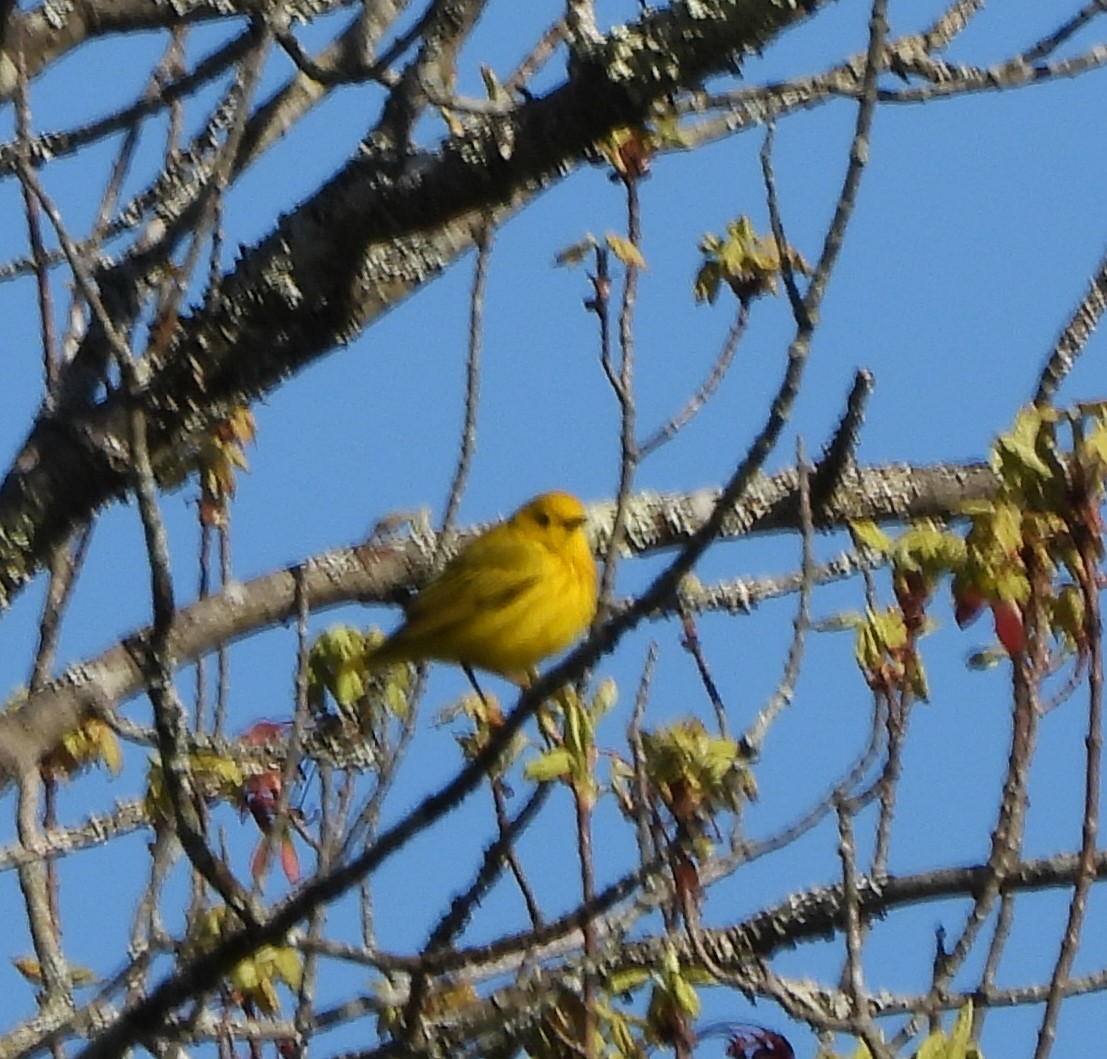 Paruline jaune - ML618825953