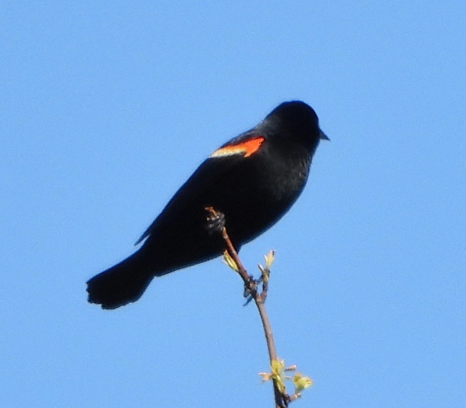 Red-winged Blackbird - ML618825967