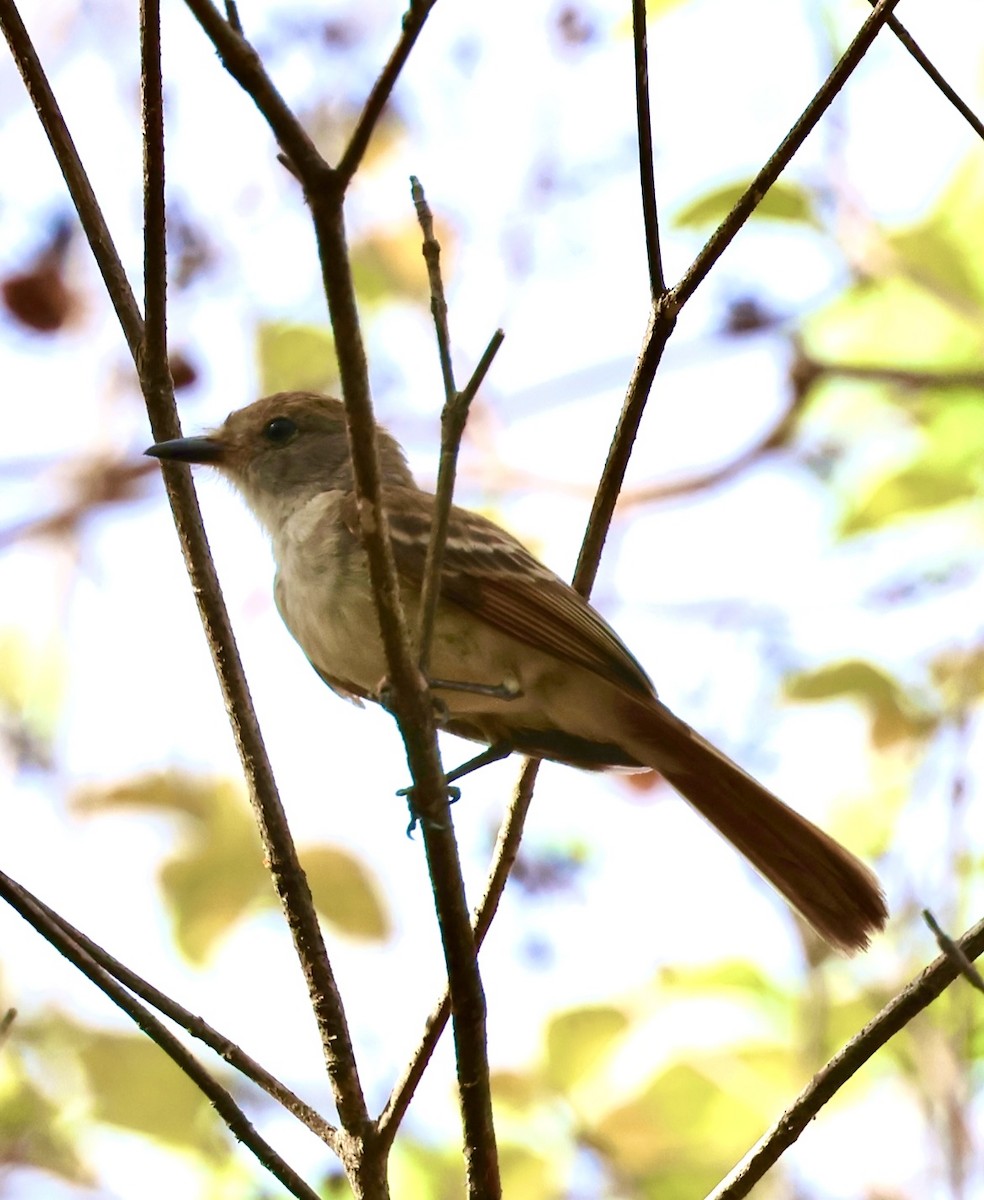 Nutting's Flycatcher - Debbie Crowley