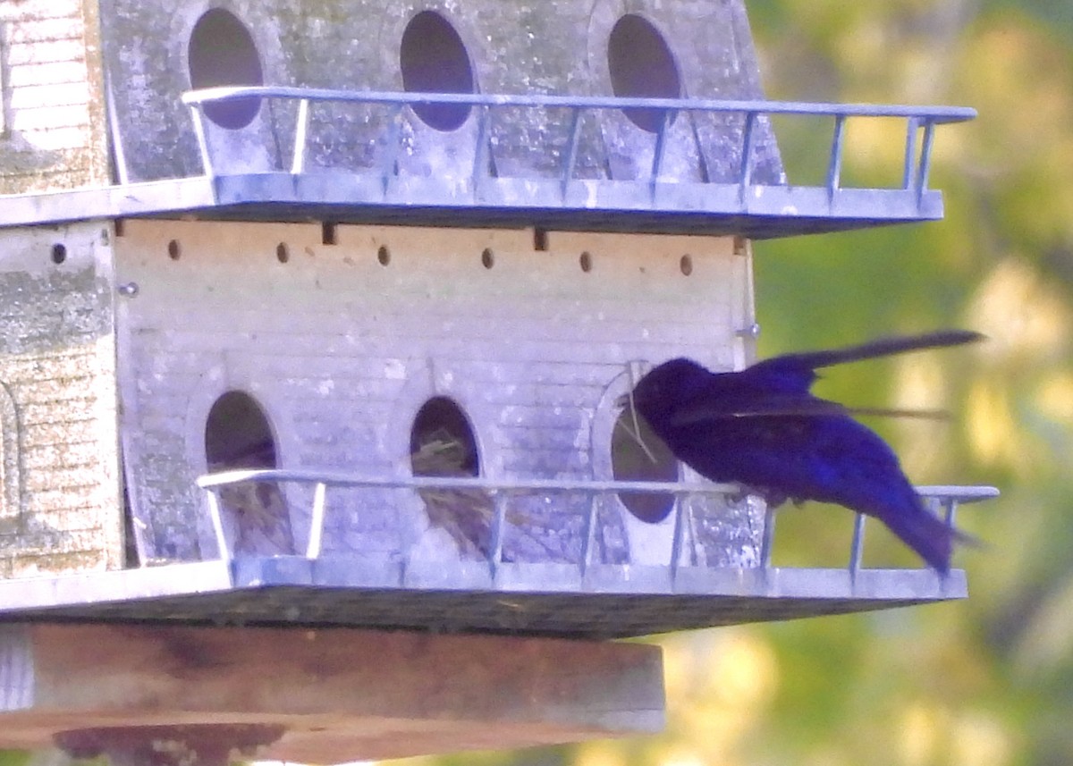 Purple Martin - Tim Ward