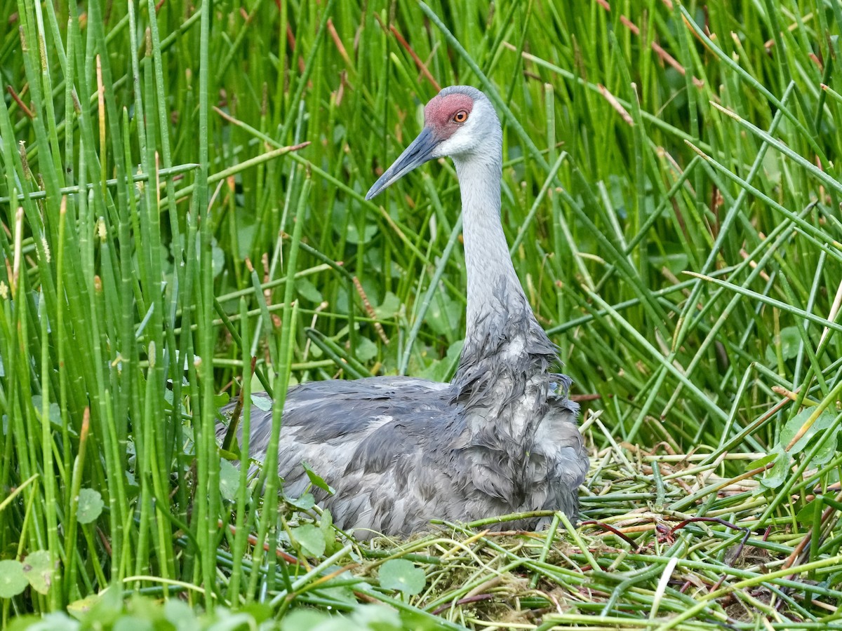 Sandhill Crane - Tami Reece