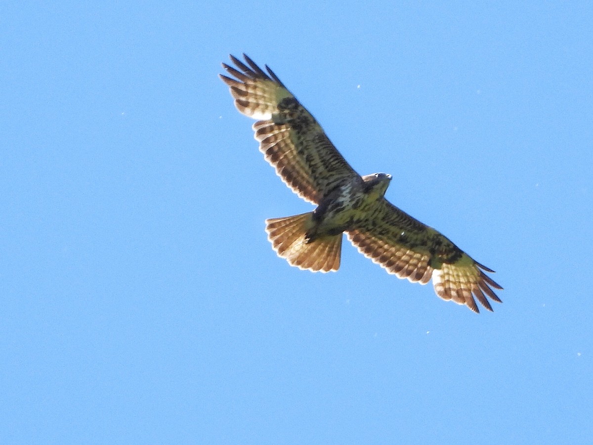 Common Buzzard - Diego Montenegro