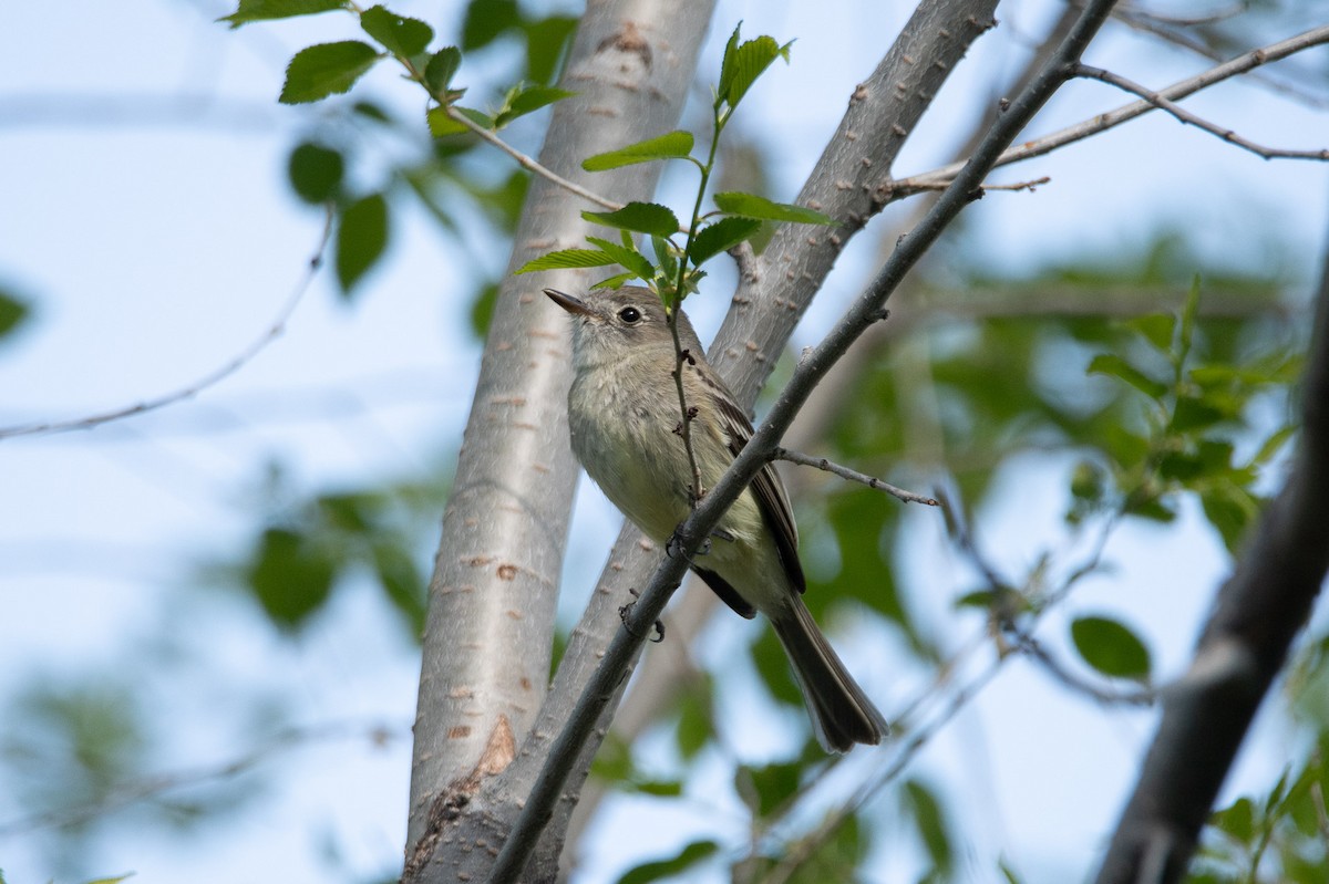 Dusky Flycatcher - David Wade