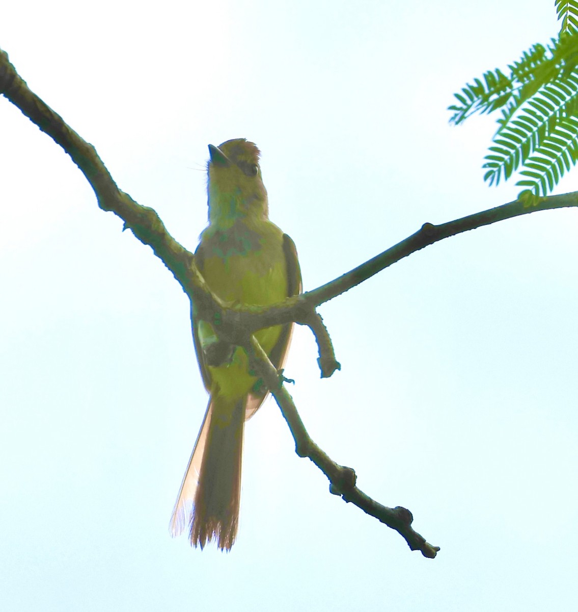 Brown-crested Flycatcher - Debbie Crowley