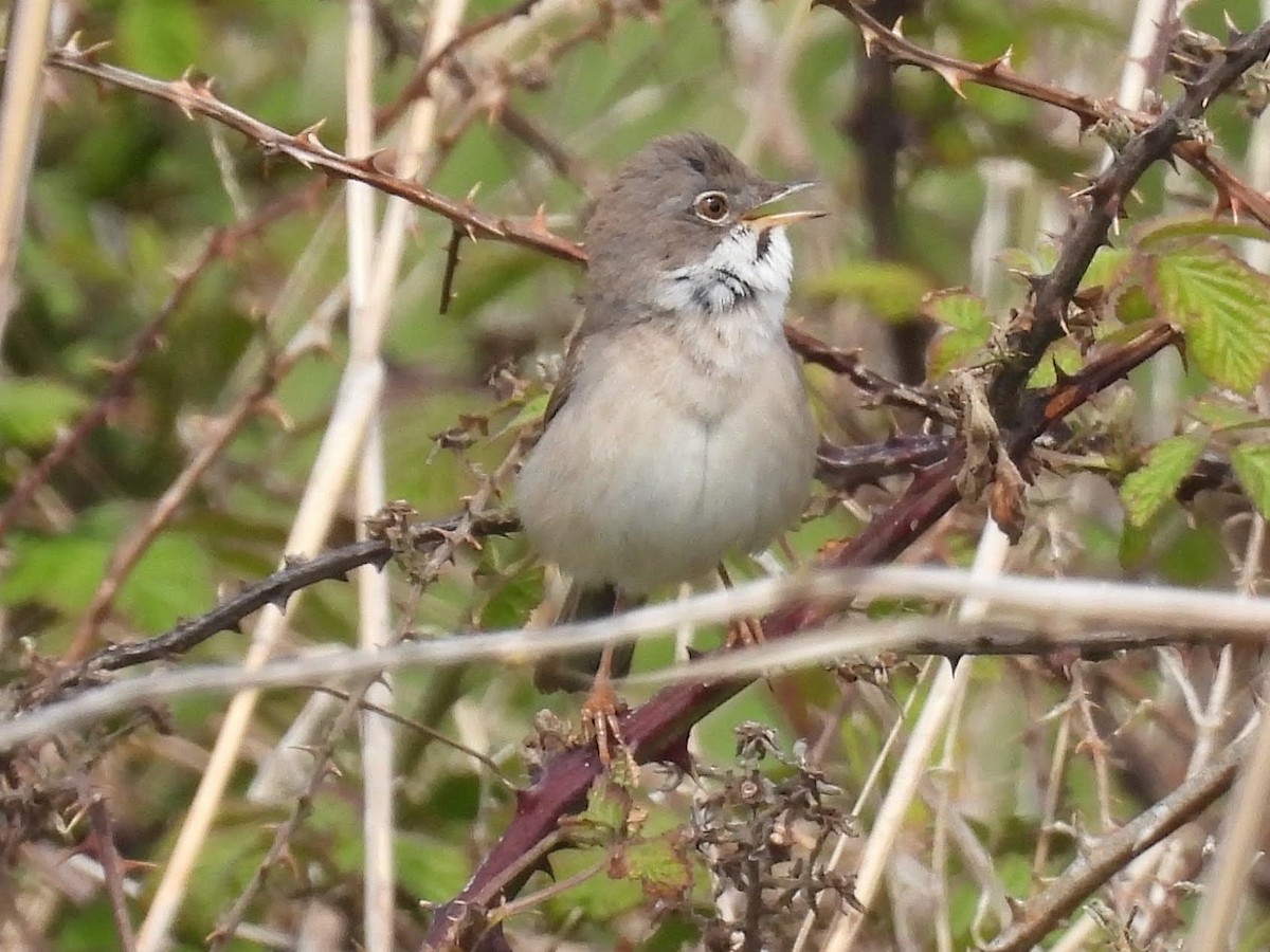 Greater Whitethroat - ML618826009