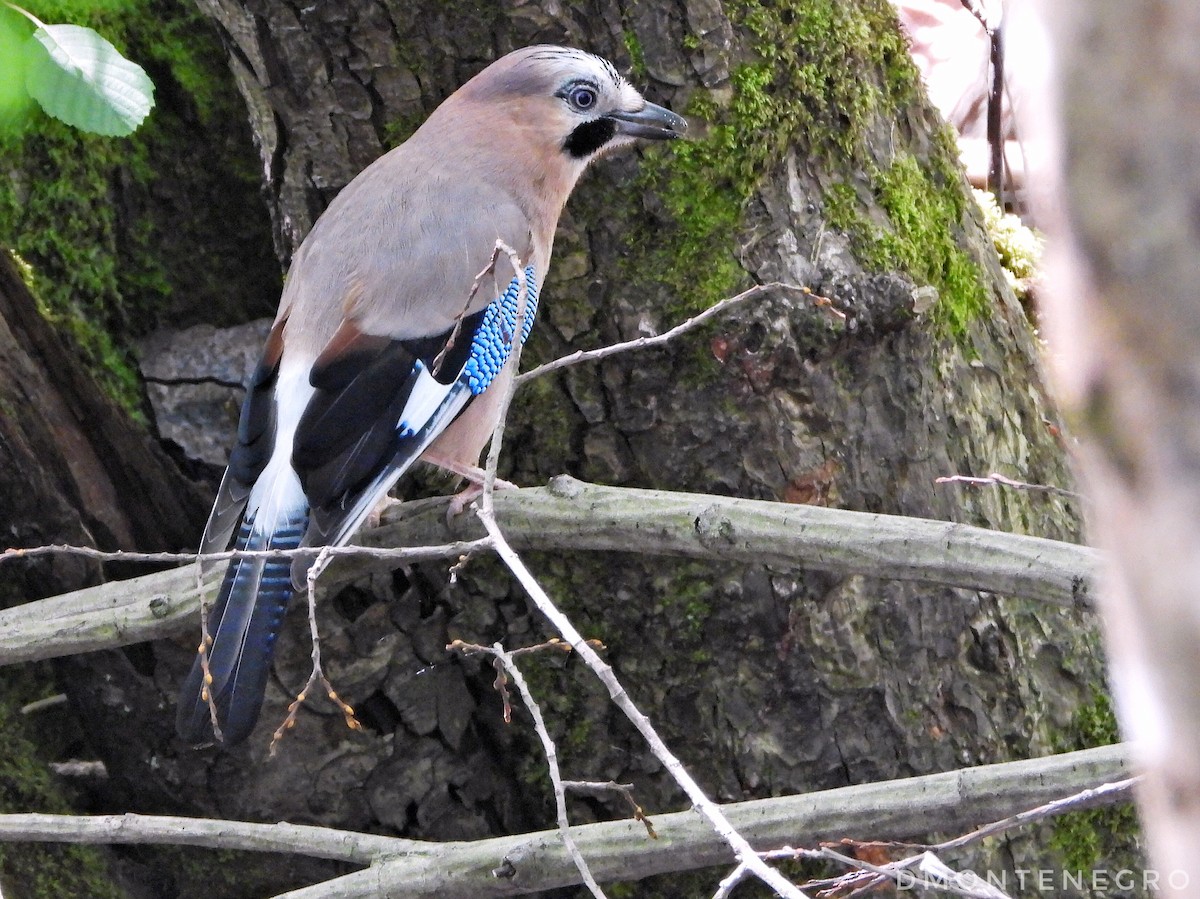 Eurasian Jay - Diego Montenegro