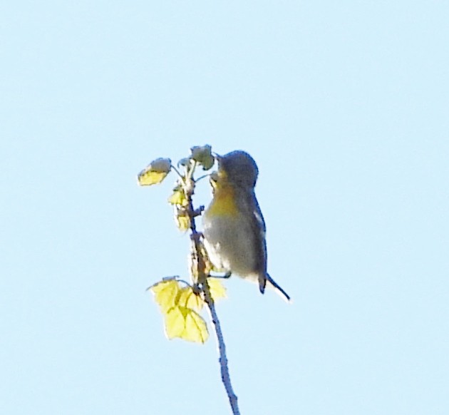 Paruline à collier - ML618826022