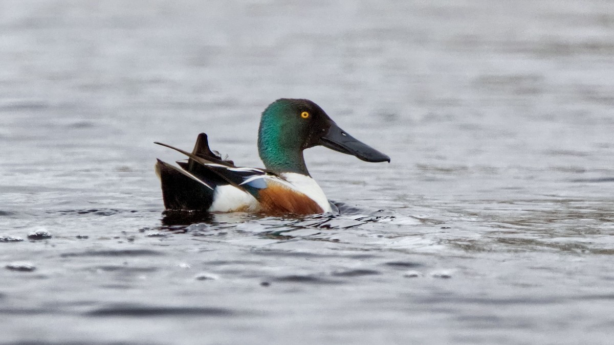 Northern Shoveler - Joel Weatherly