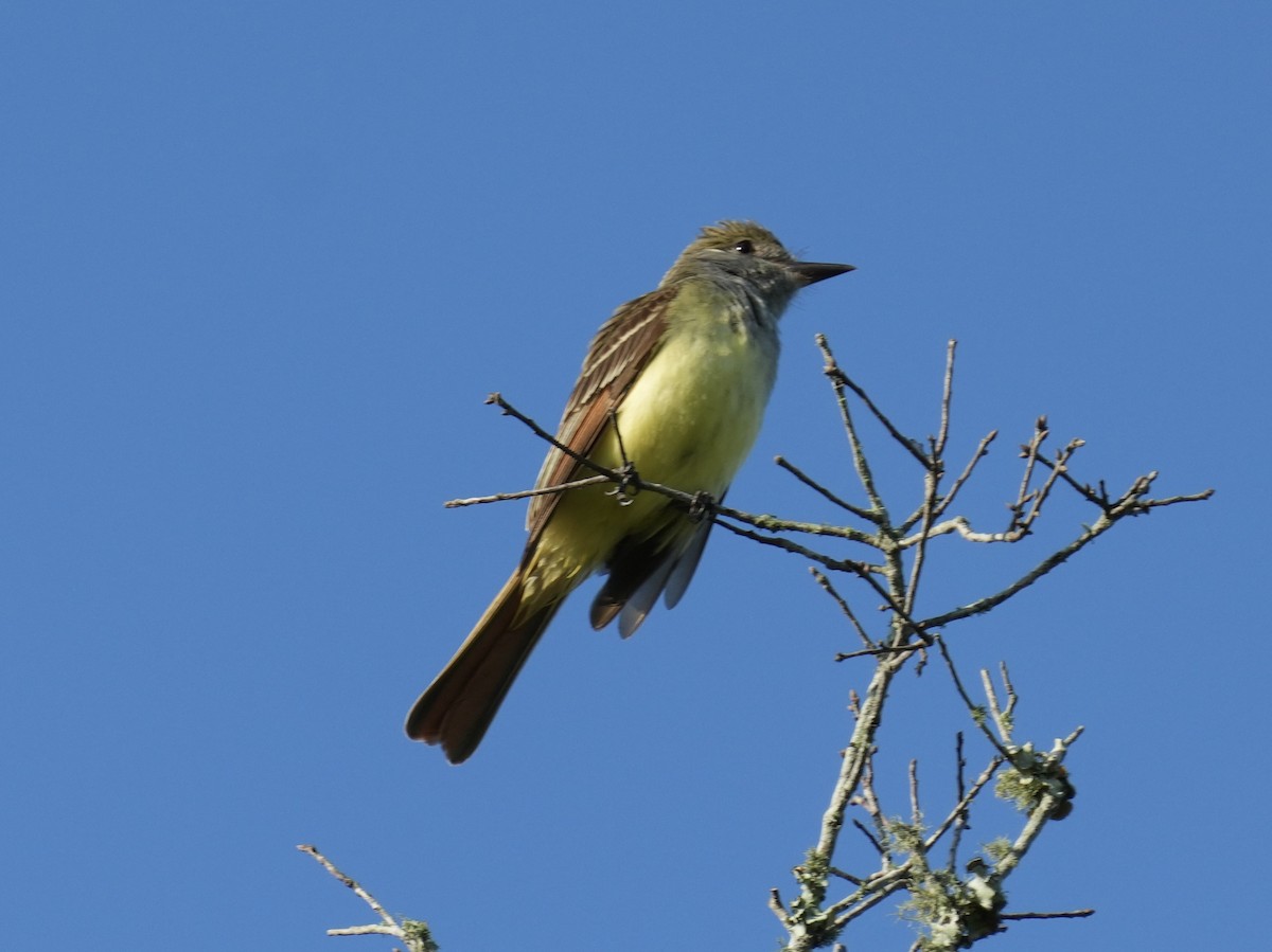 Great Crested Flycatcher - ML618826030