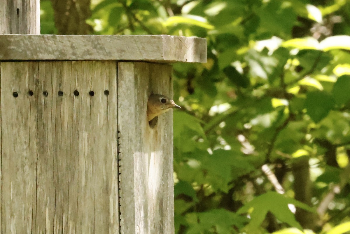 Eastern Bluebird - ML618826040