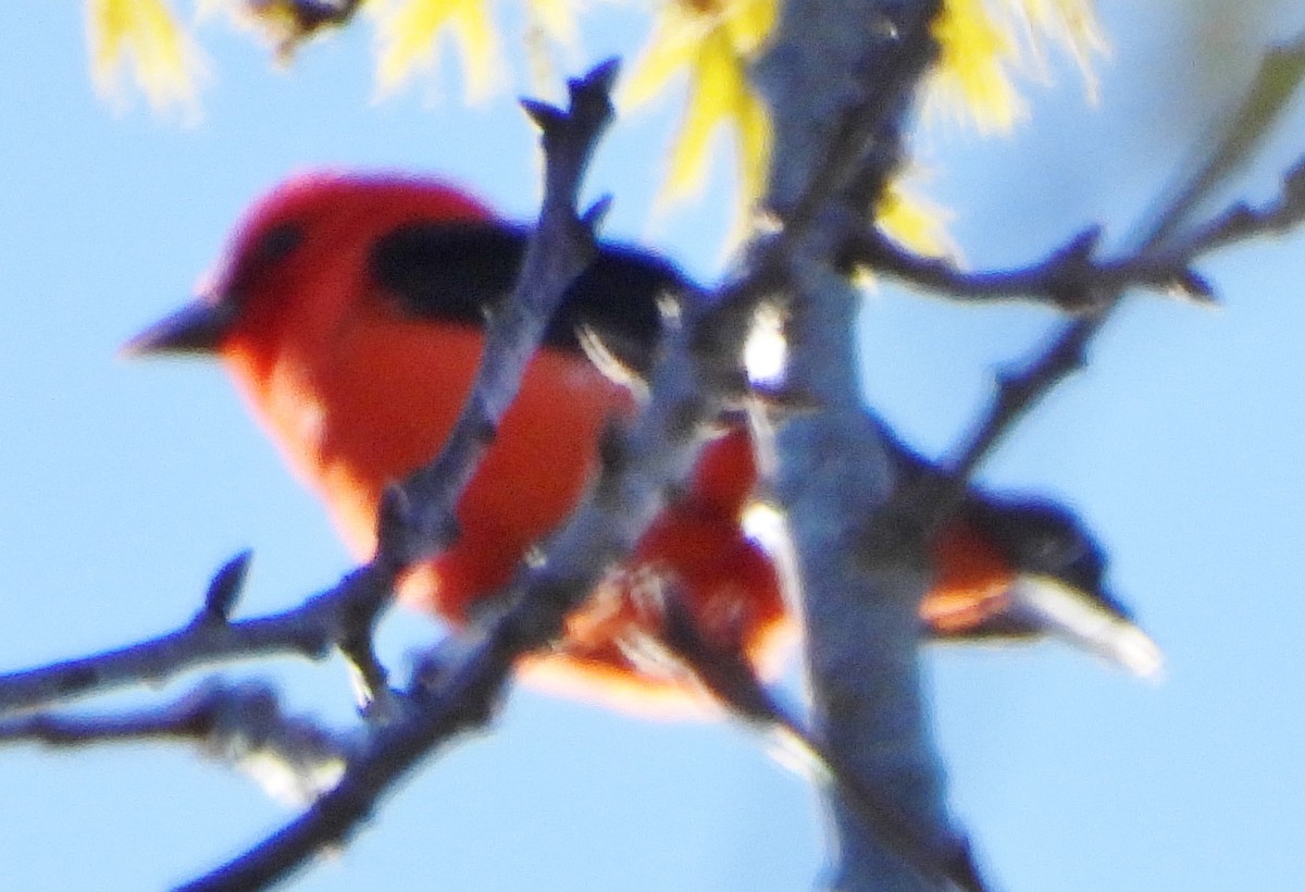 Scarlet Tanager - ML618826047