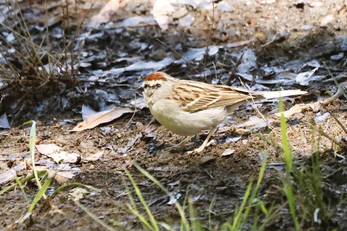 Chipping Sparrow - ML618826058
