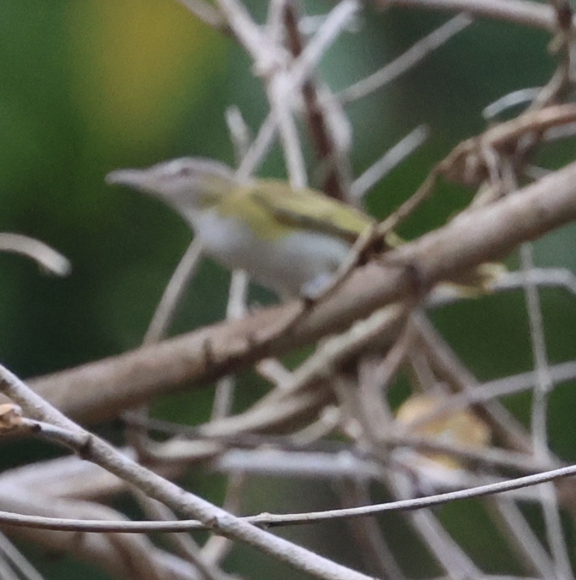 Yellow-green Vireo - Debbie Crowley