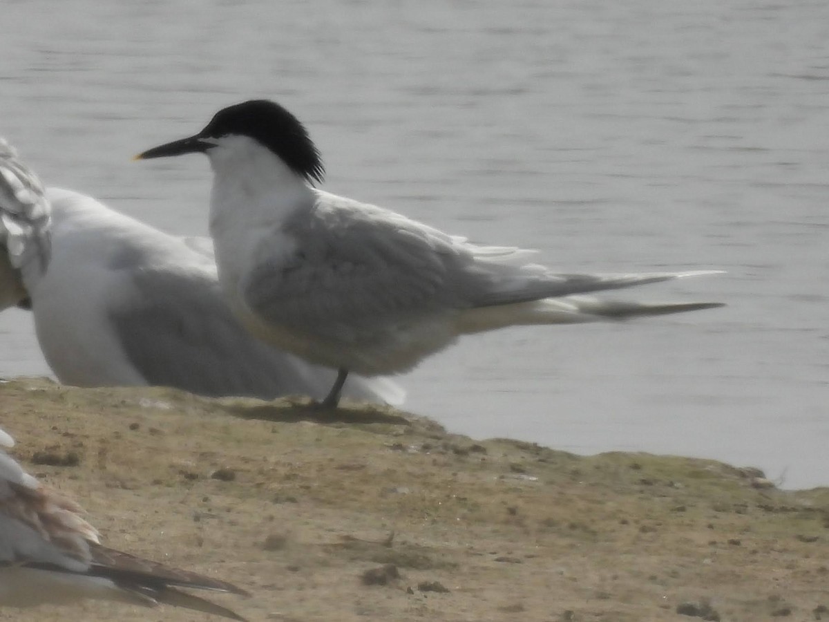 Sandwich Tern - ML618826089