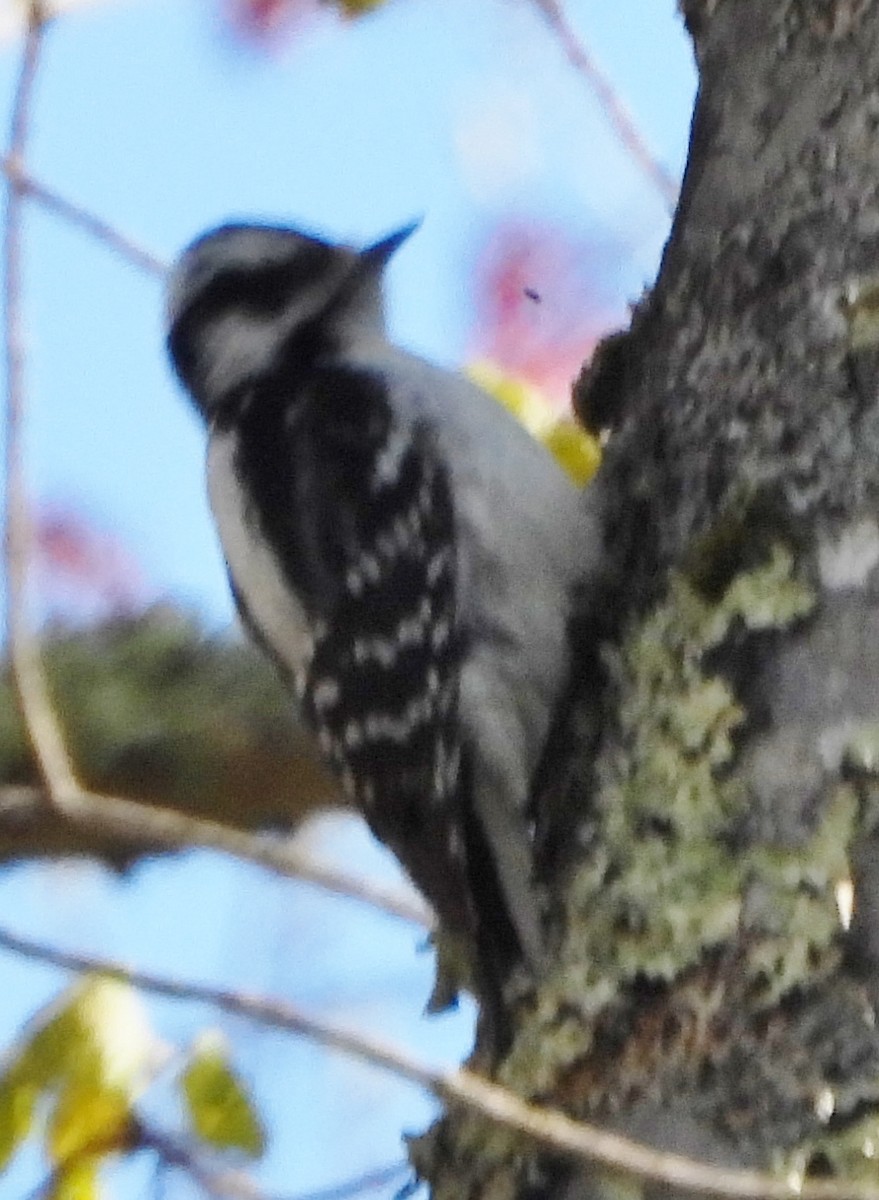 Downy Woodpecker - ML618826091