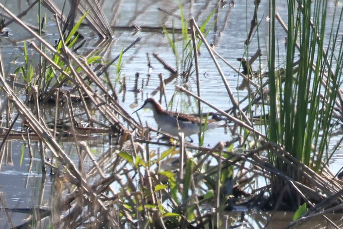 Wilson's Phalarope - Jen Sanford