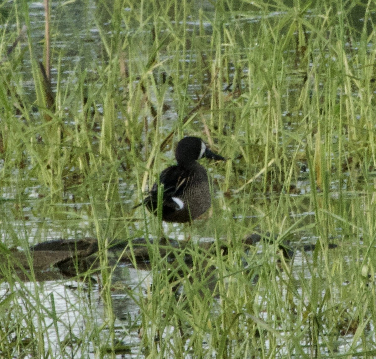 Blue-winged Teal - Clem Nilan