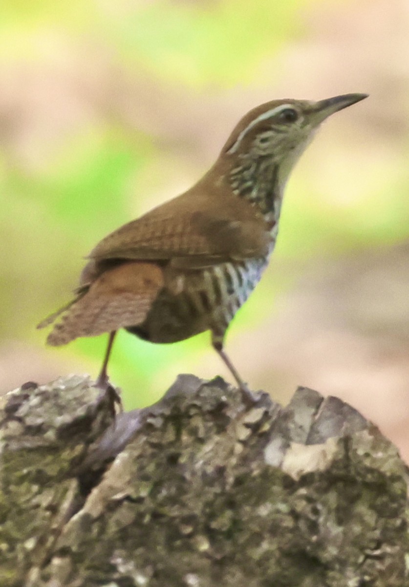 Banded Wren - Debbie Crowley