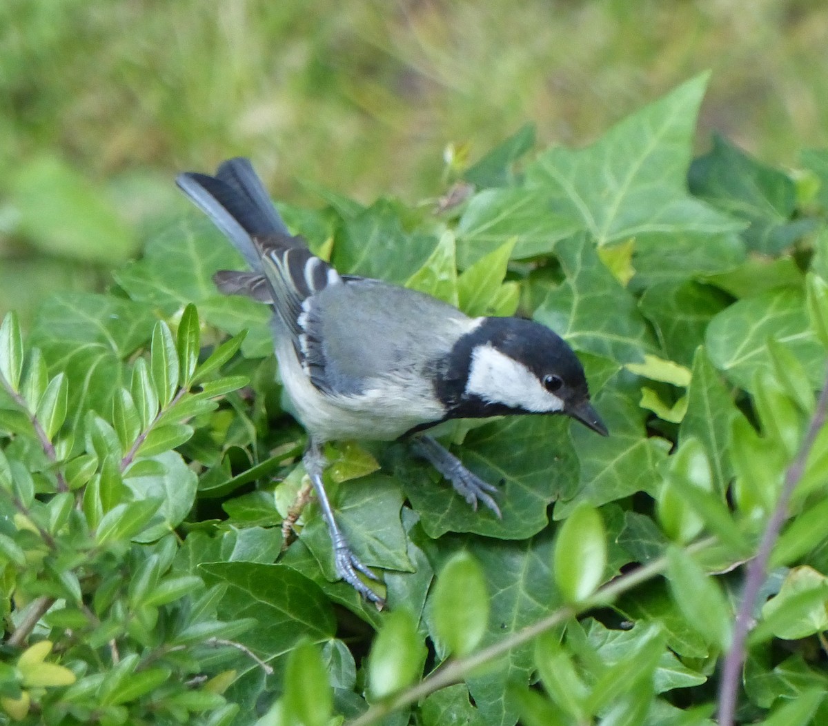 Great Tit - ML618826125