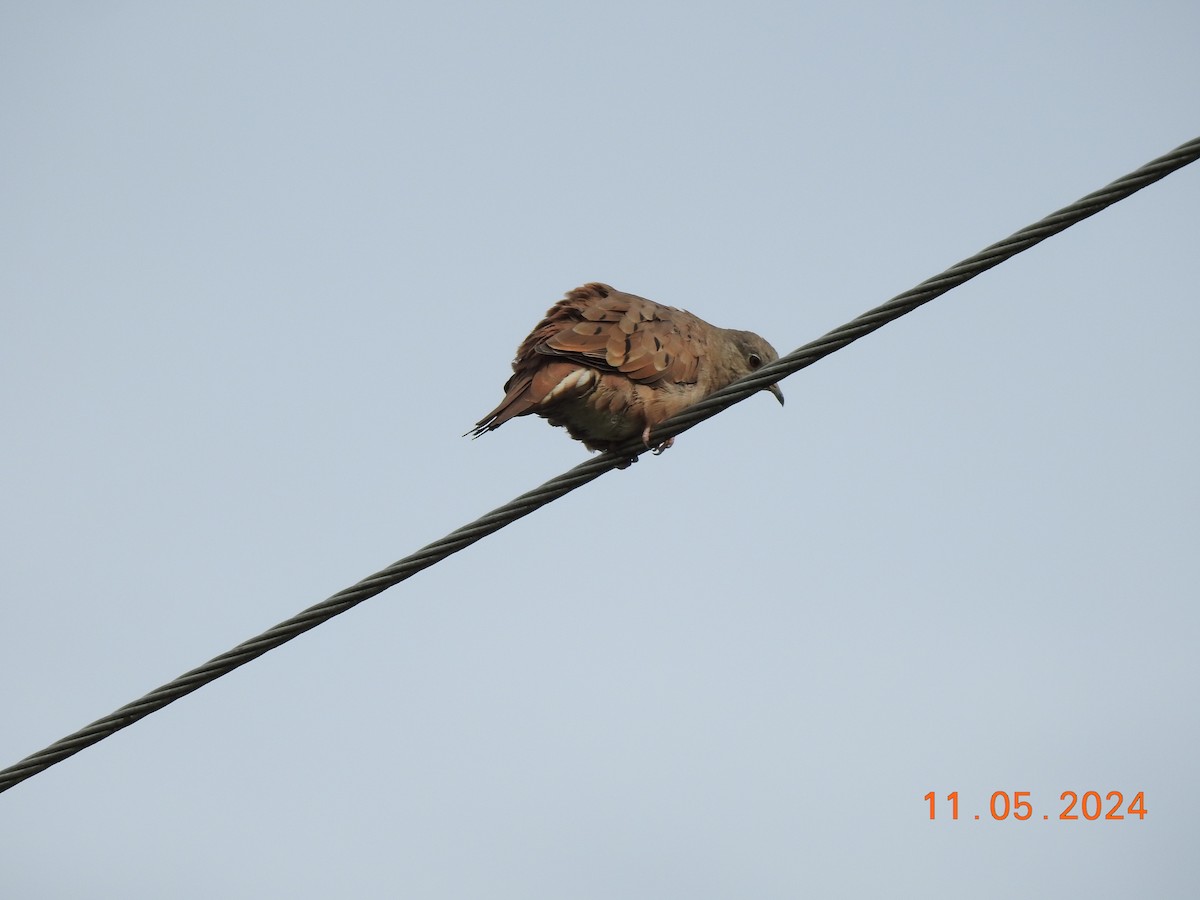 Ruddy Ground Dove - Miguel Cruz Leyva