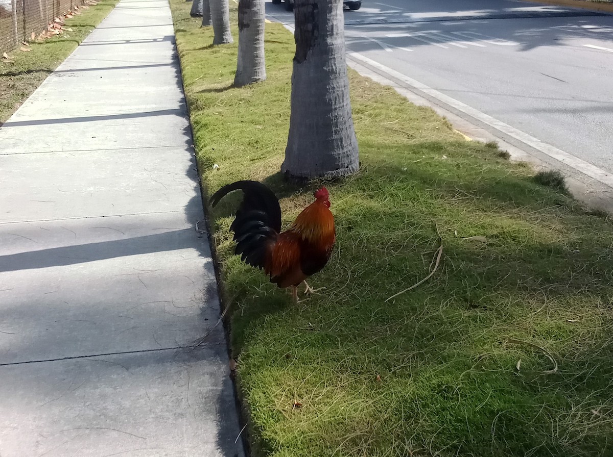 Red Junglefowl (Domestic type) - Pamela Hunt