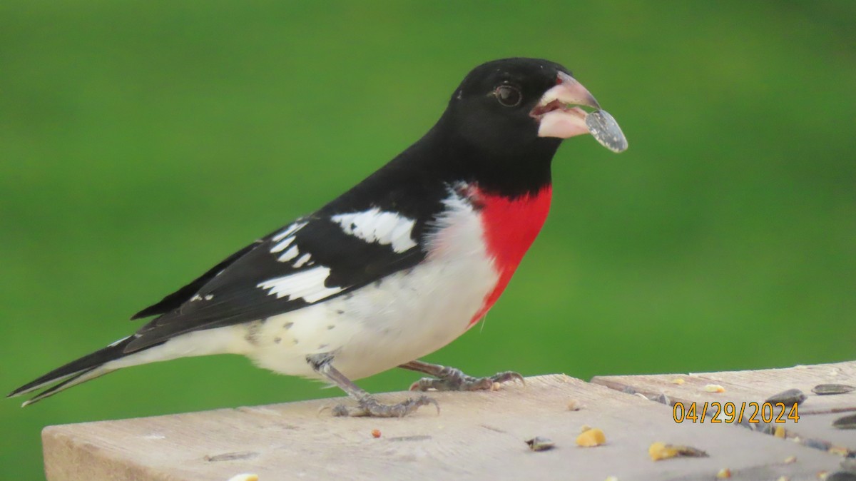 Rose-breasted Grosbeak - Ellen Smulders