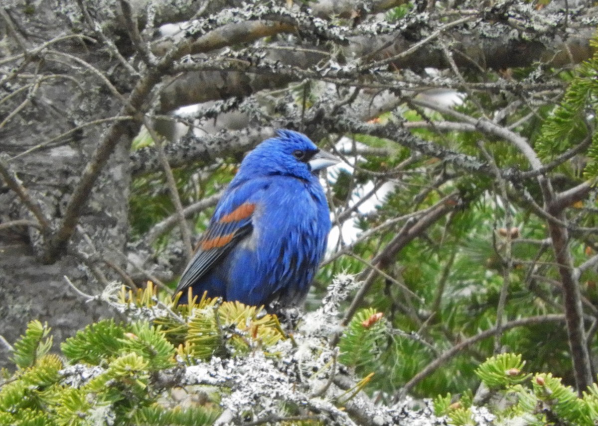 Blue Grosbeak - Ray Wershler