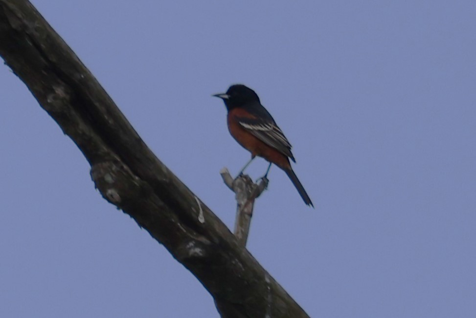Orchard Oriole - ML618826156