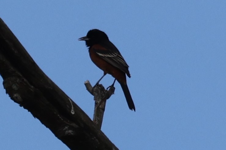 Orchard Oriole - ML618826157
