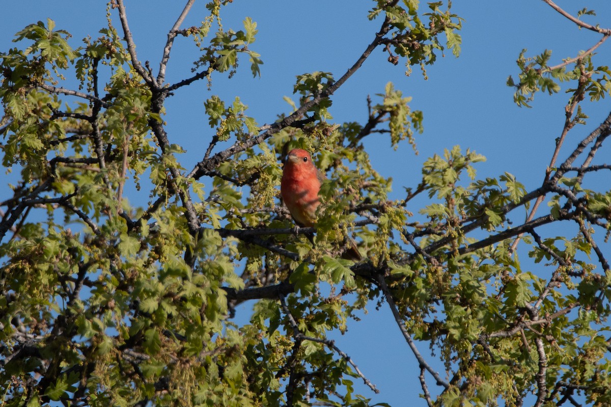 Summer Tanager - David Wade