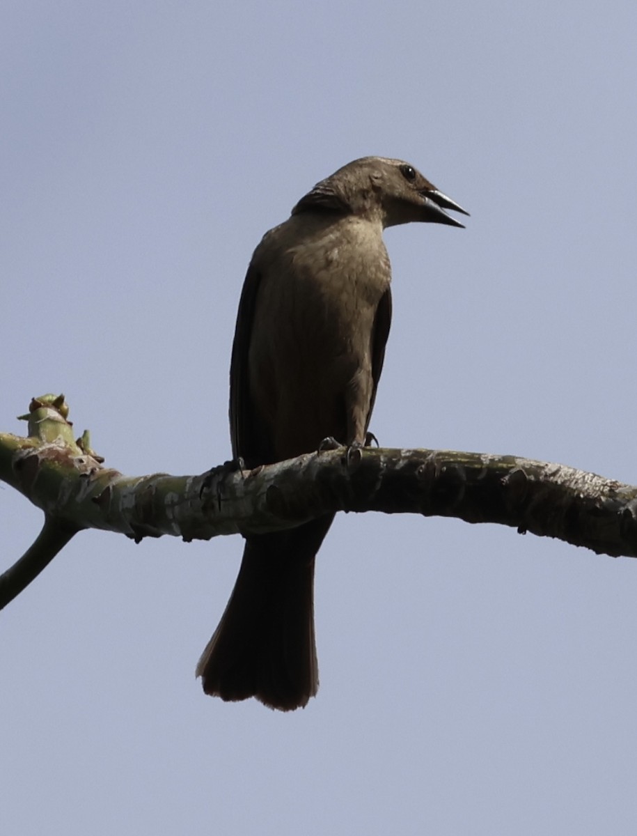 Shiny Cowbird - Debbie Crowley