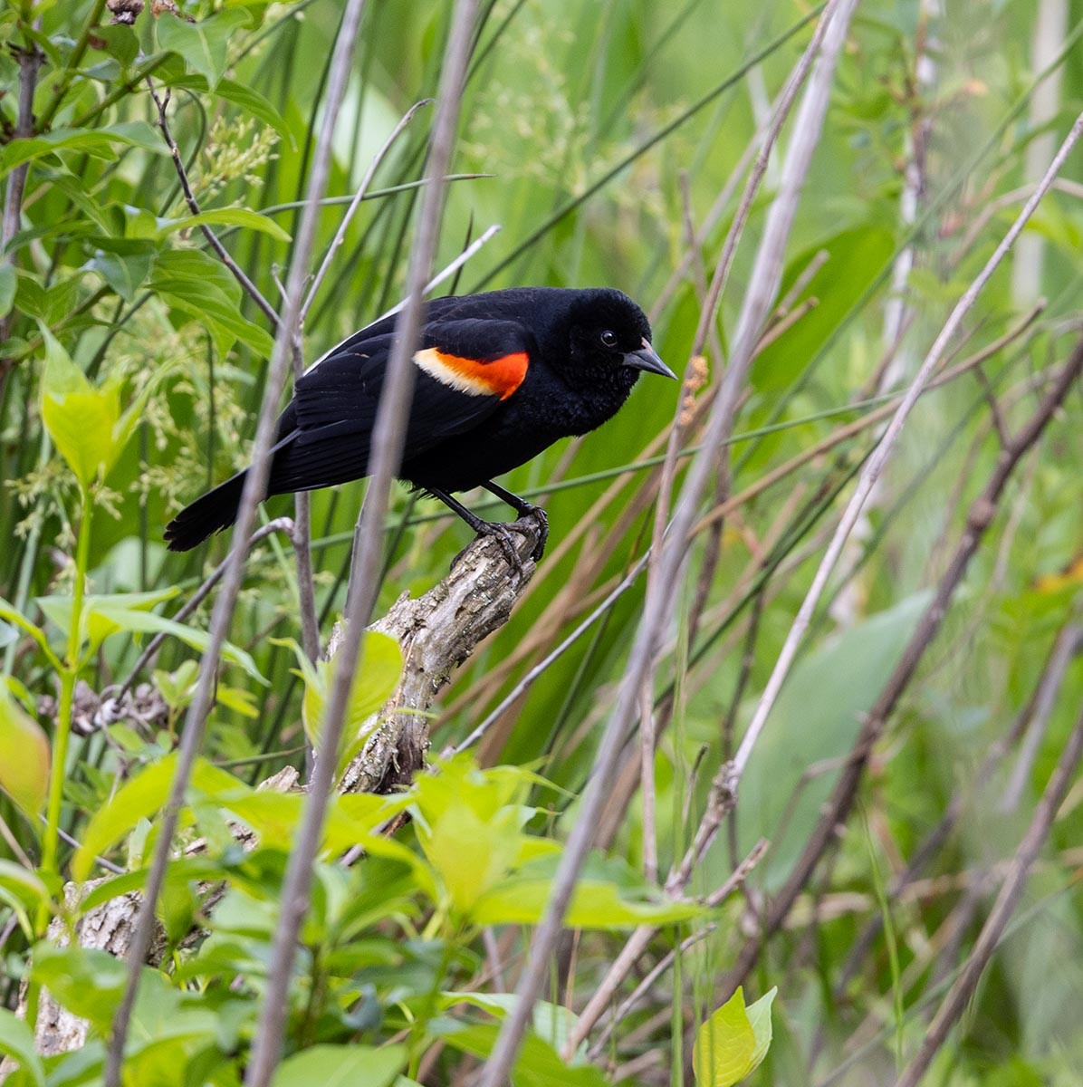 Red-winged Blackbird - Janis Stone