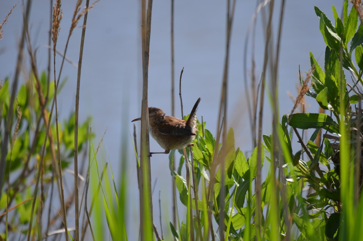 Marsh Wren - Warren Chambers