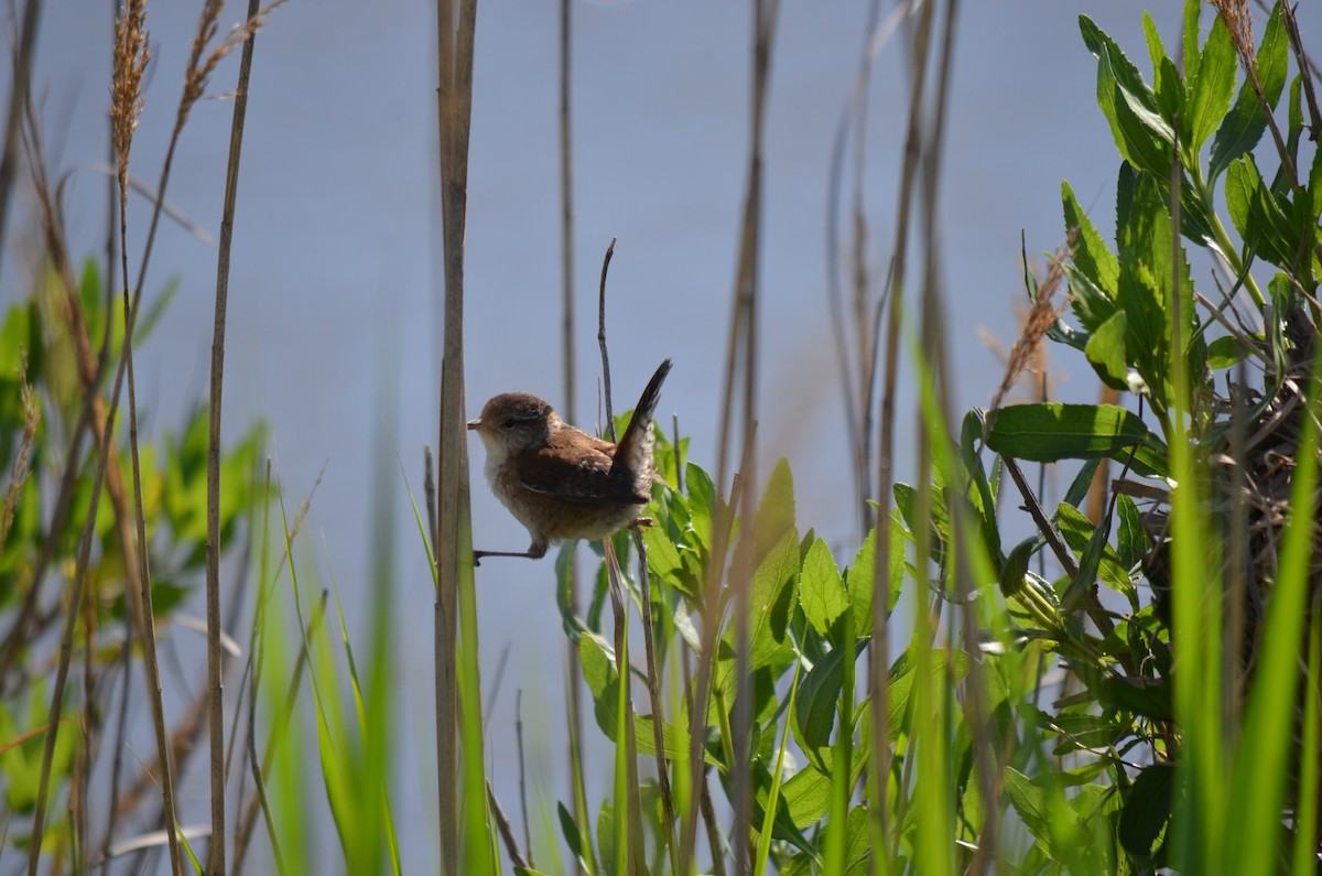 Marsh Wren - Warren Chambers