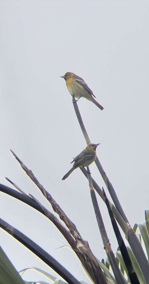 Bullock's Oriole - ML618826180