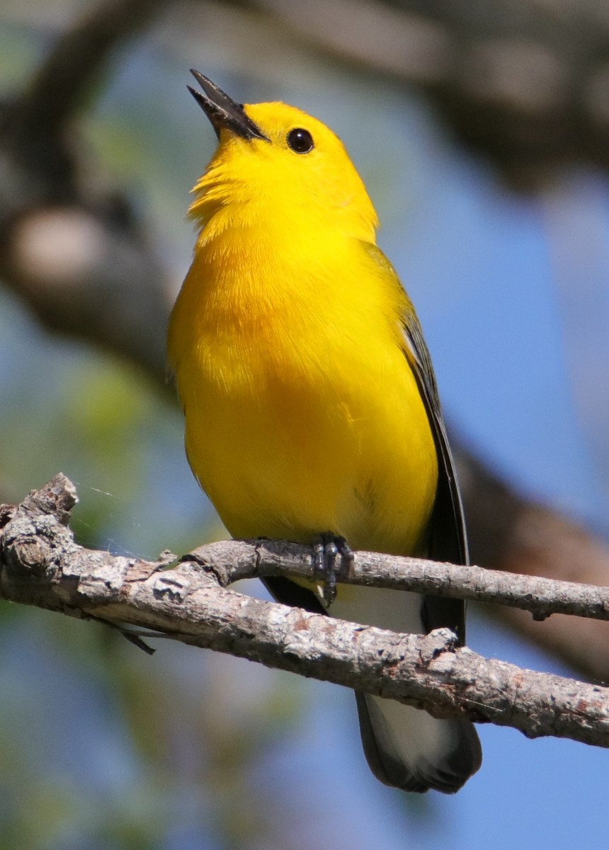 Prothonotary Warbler - ML618826190