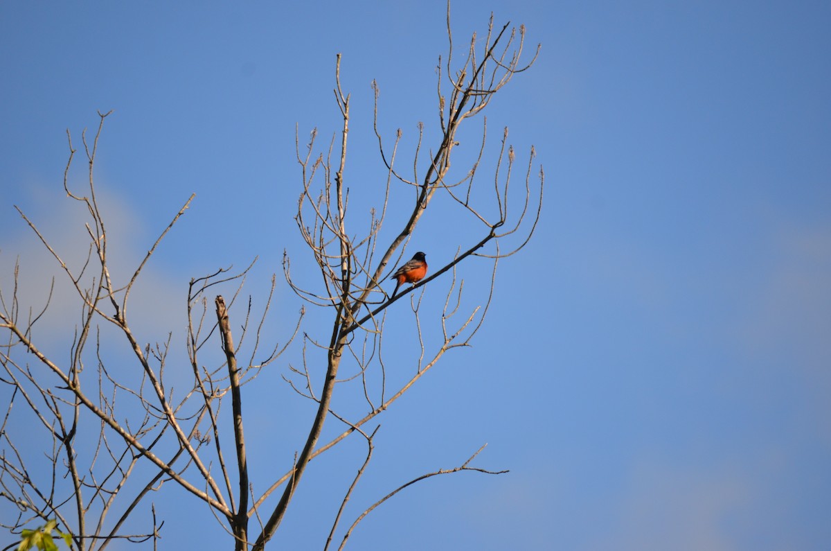 Orchard Oriole - ML618826195