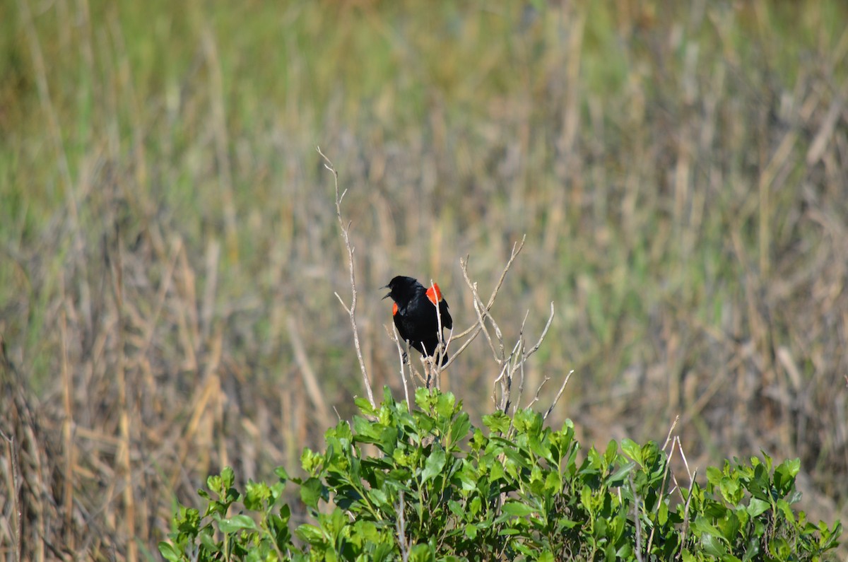 Red-winged Blackbird - ML618826203