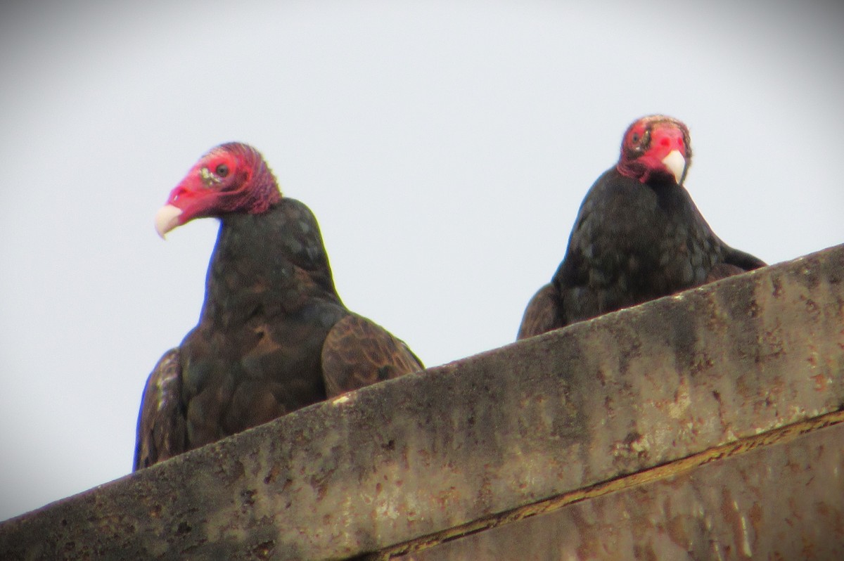 Turkey Vulture - Fred Kachmarik